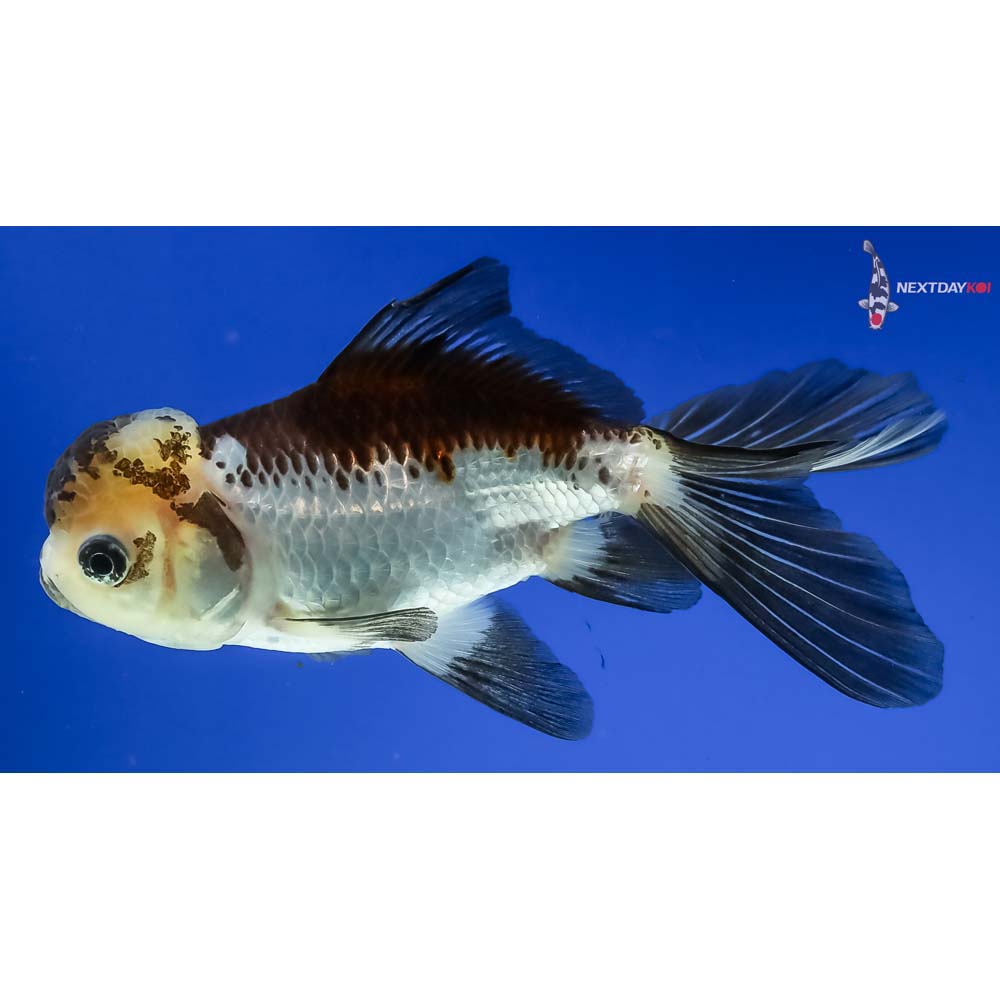 5” Imported Panda Oranda - Image 5