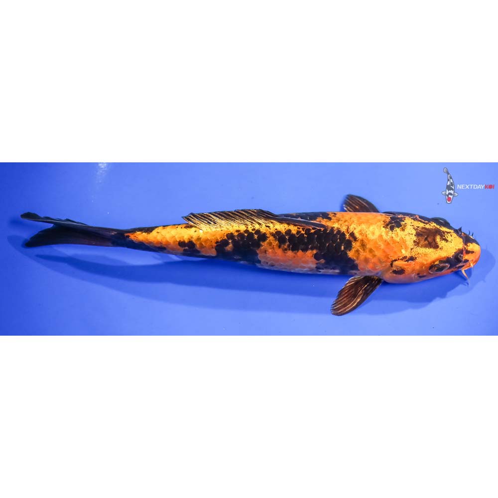 8” Imported Kin Hi Utsuri - Image 2