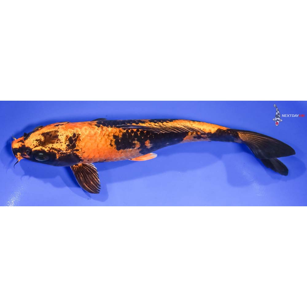 8” Imported Kin Hi Utsuri - Image 4