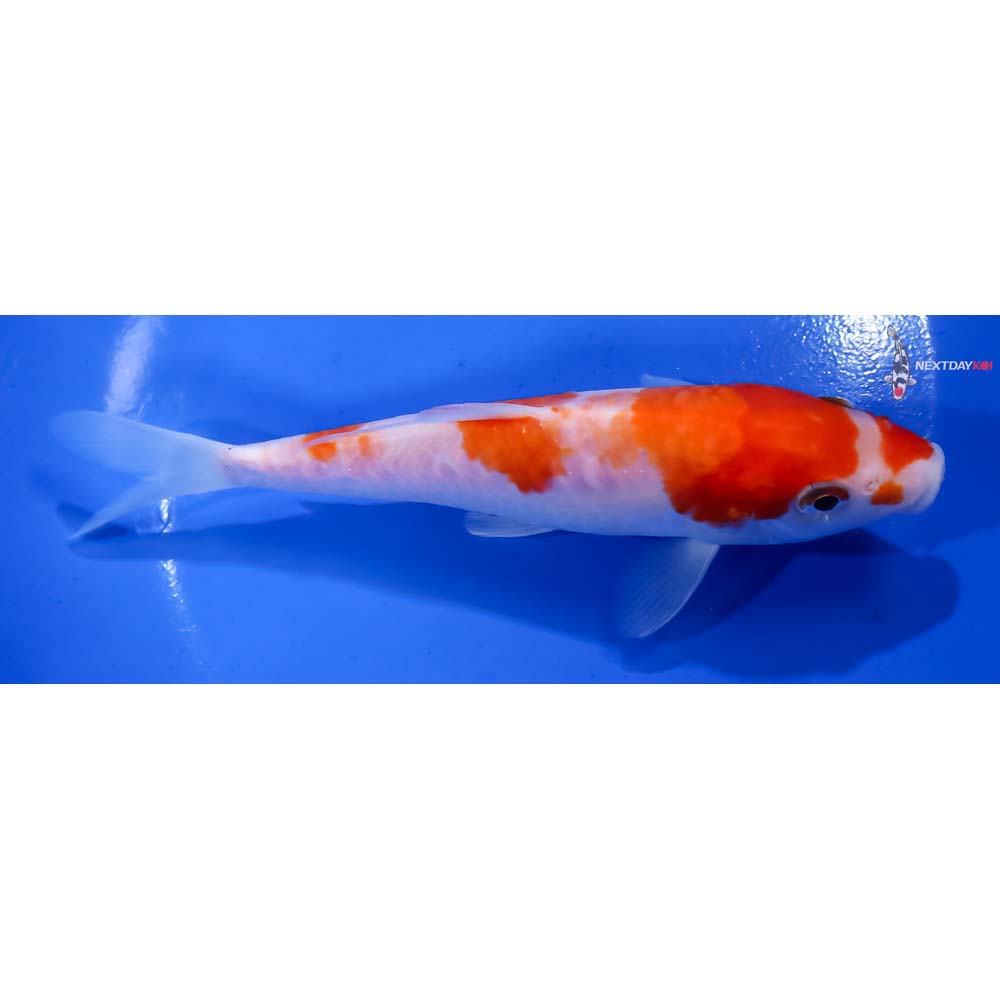6.5” Imported Doitsu Kohaku - Image 2