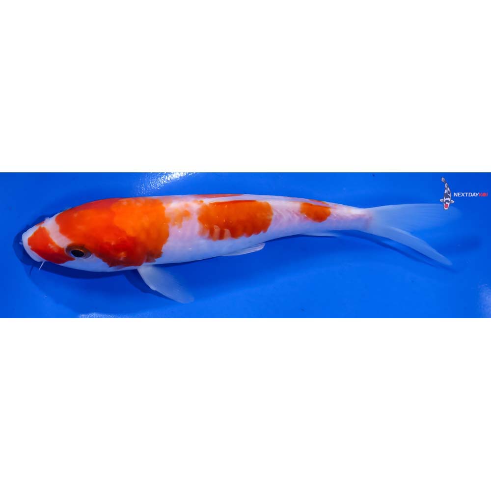 6.5” Imported Doitsu Kohaku - Image 4