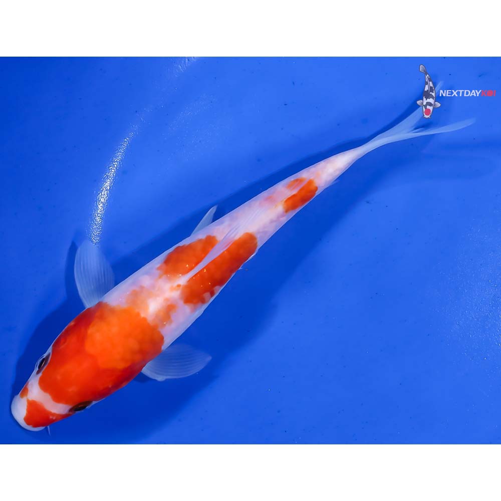 6.5” Imported Doitsu Kohaku - Image 5