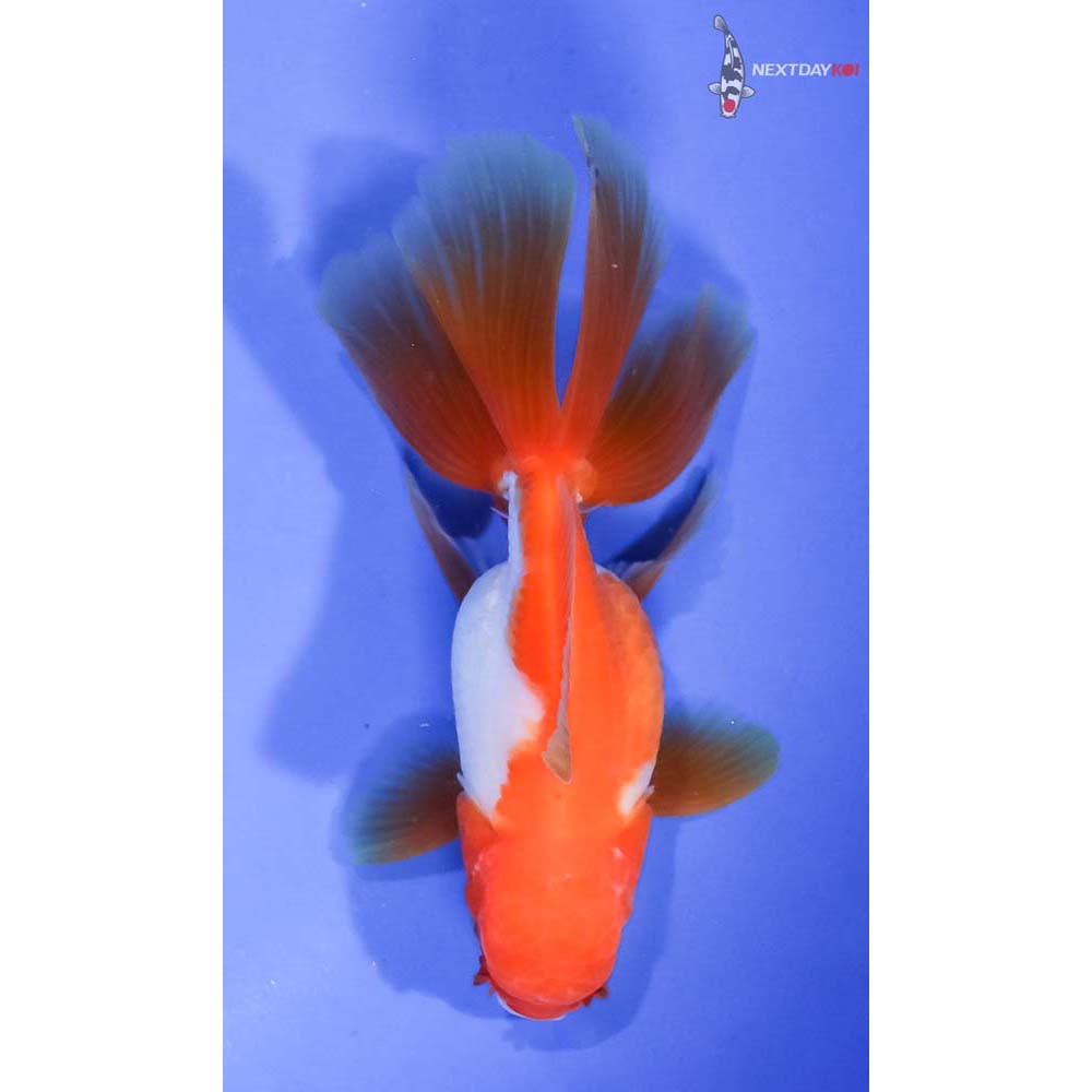 4” Imported Red and White Oranda - Image 3