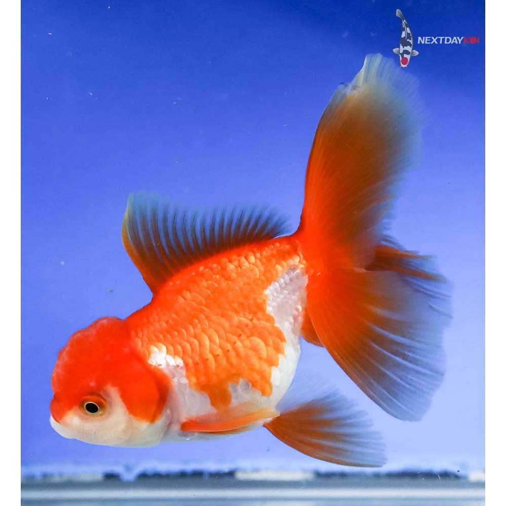 4” Imported Red and White Oranda - Image 5