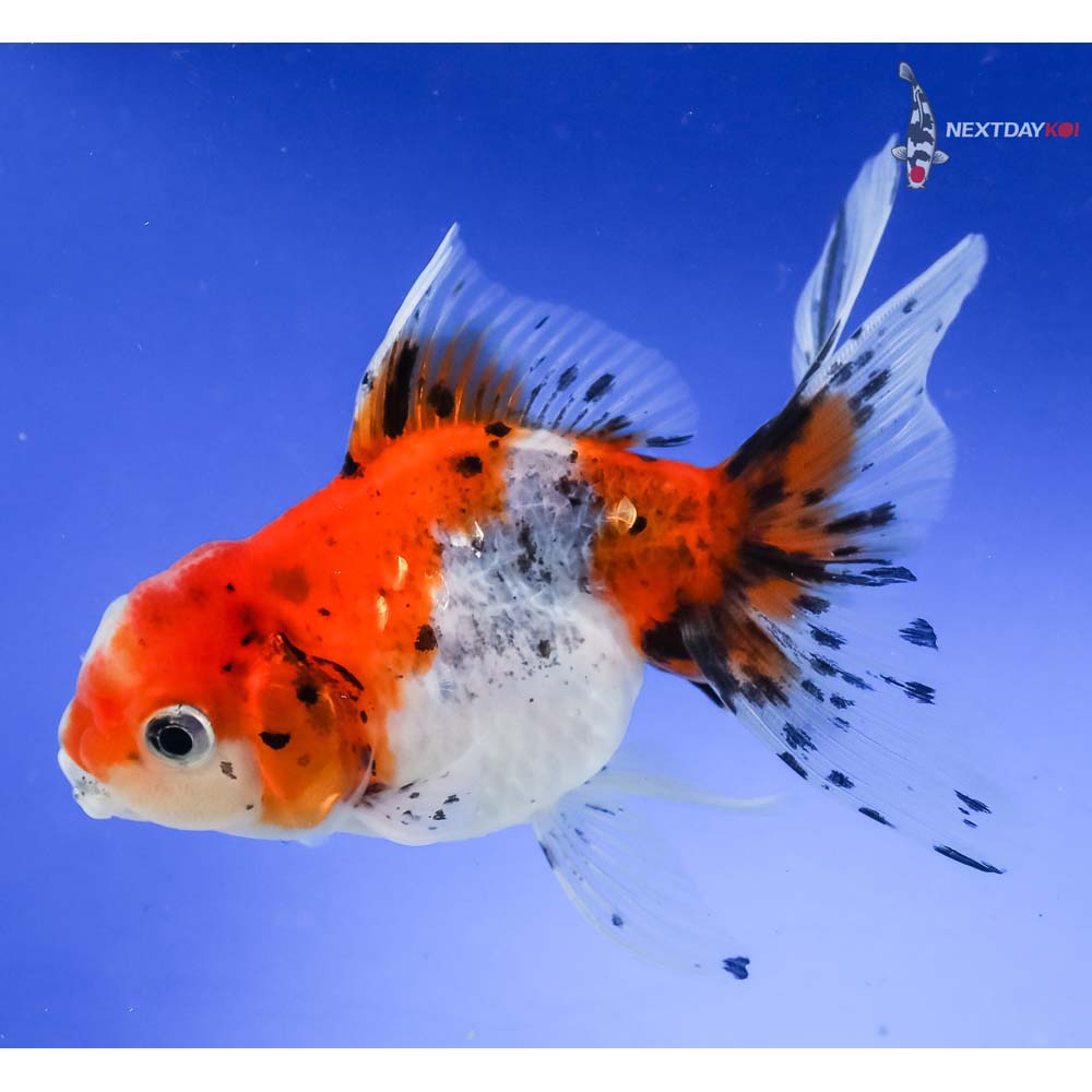 4” Imported Calico Oranda - Image 2