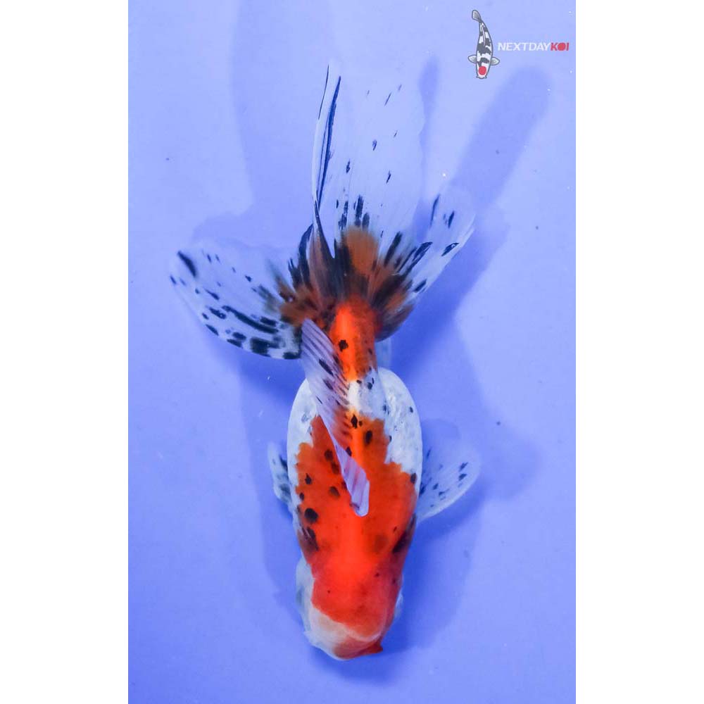 4” Imported Calico Oranda - Image 3