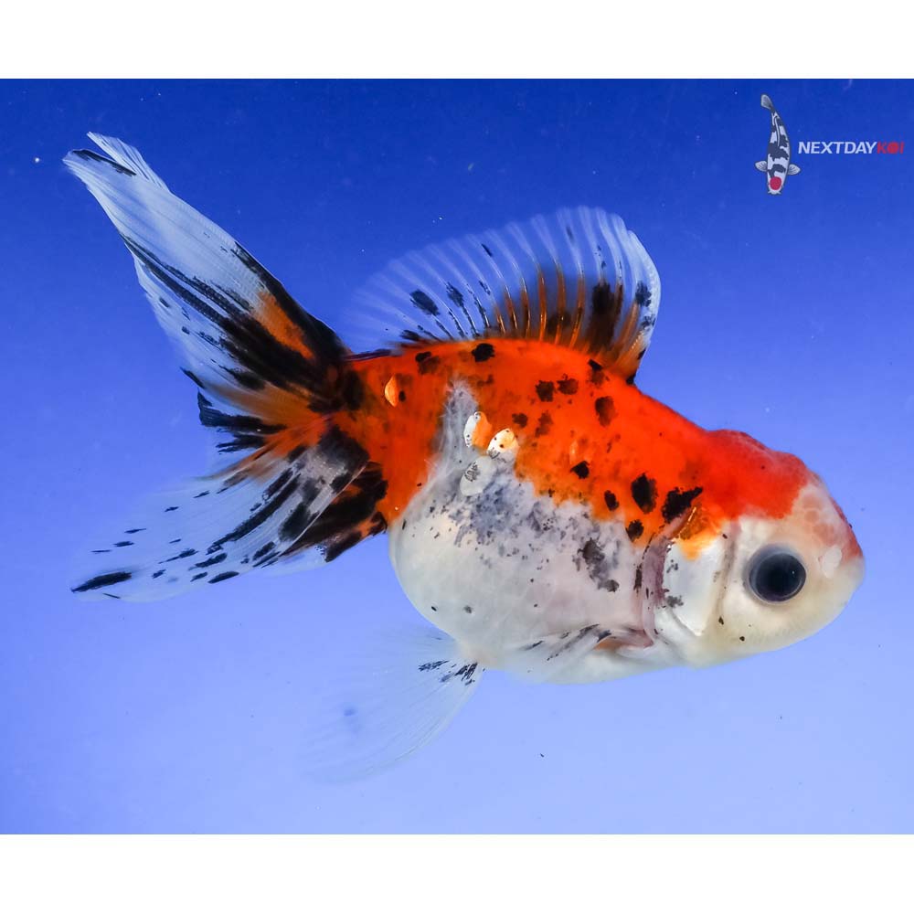 4” Imported Calico Oranda - Image 4