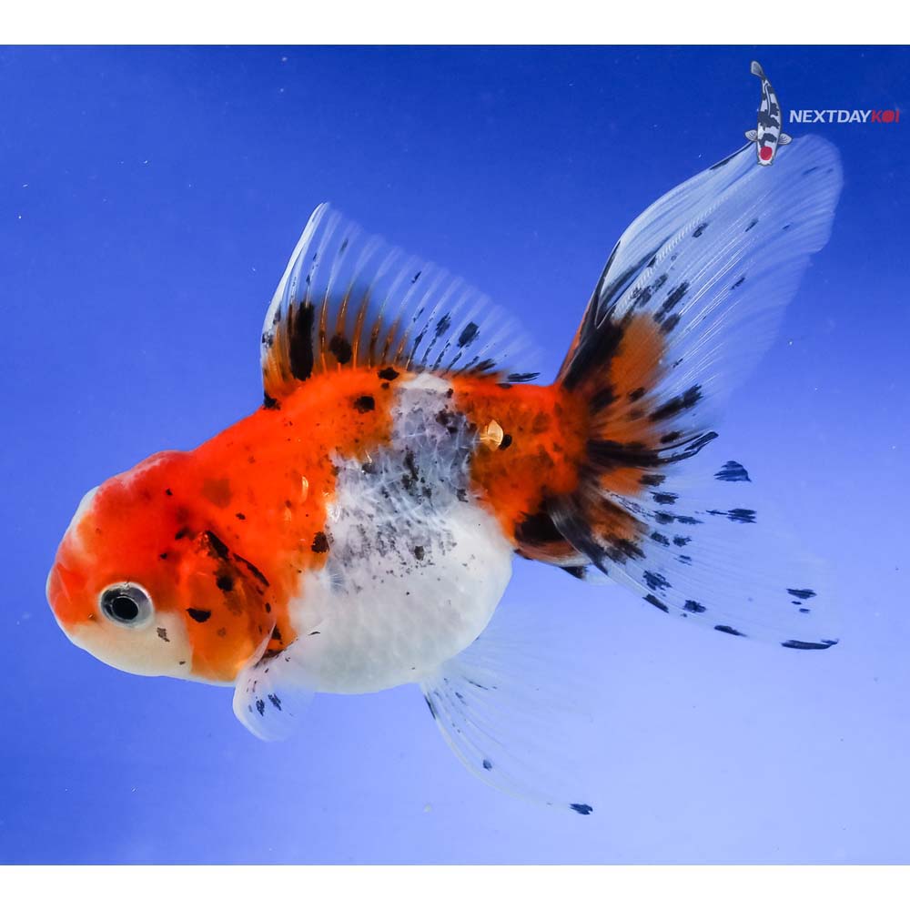 4” Imported Calico Oranda - Image 5