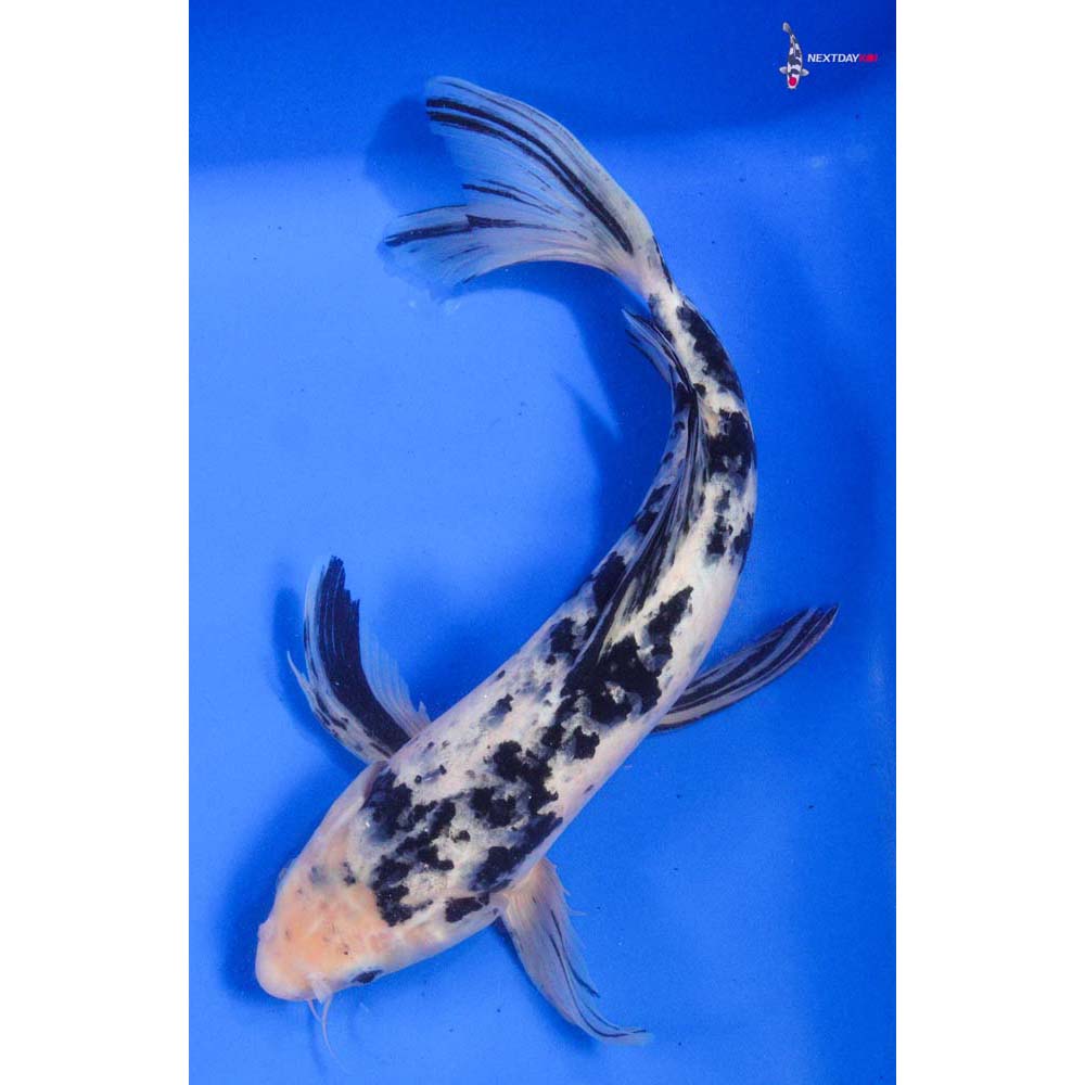 15” Shiro Bekko Butterfly Koi