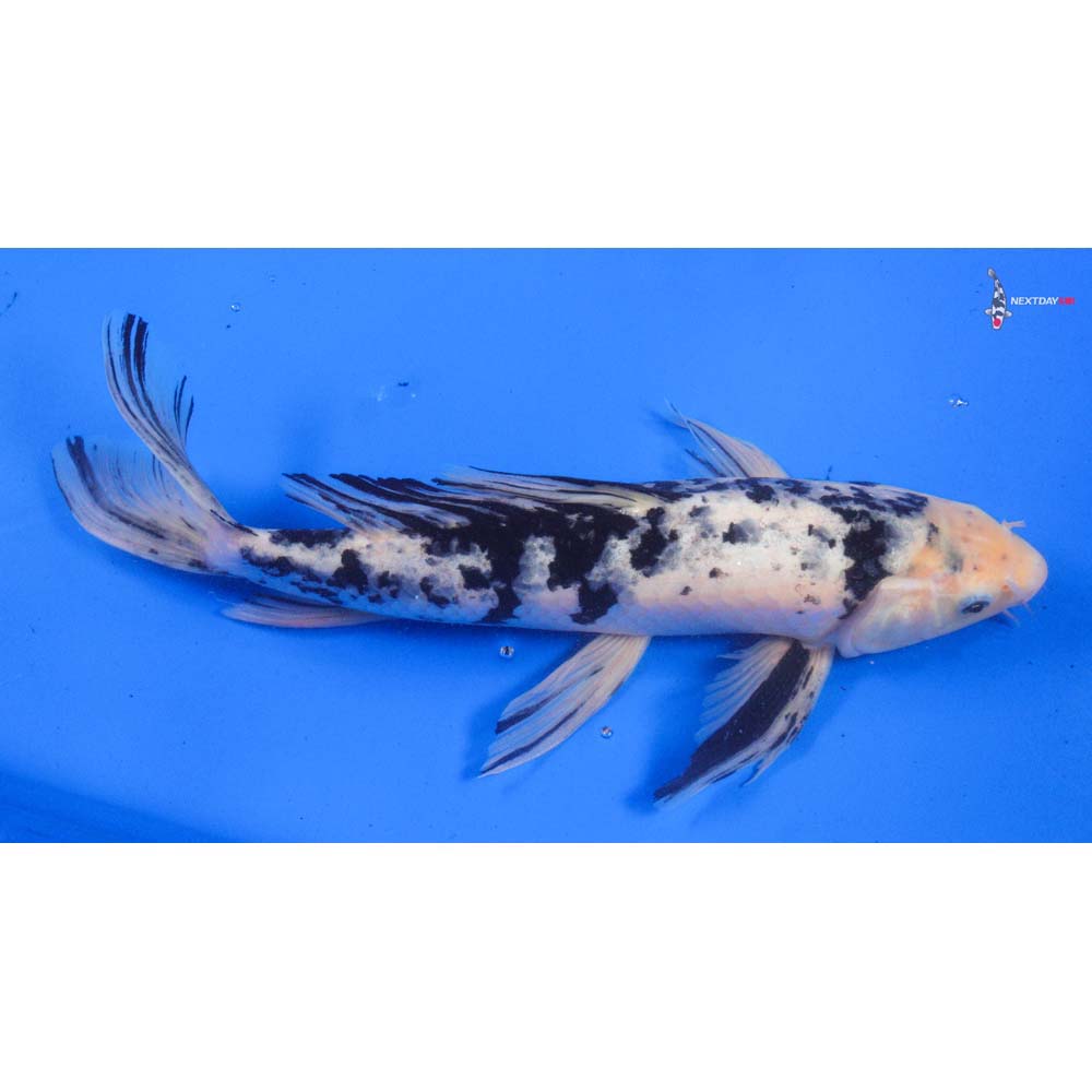 15” Shiro Bekko Butterfly Koi - Image 2