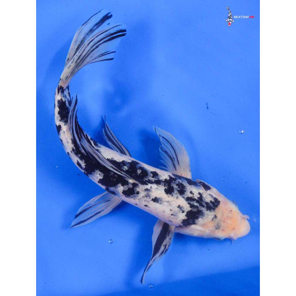 15” Shiro Bekko Butterfly Koi - Image 3