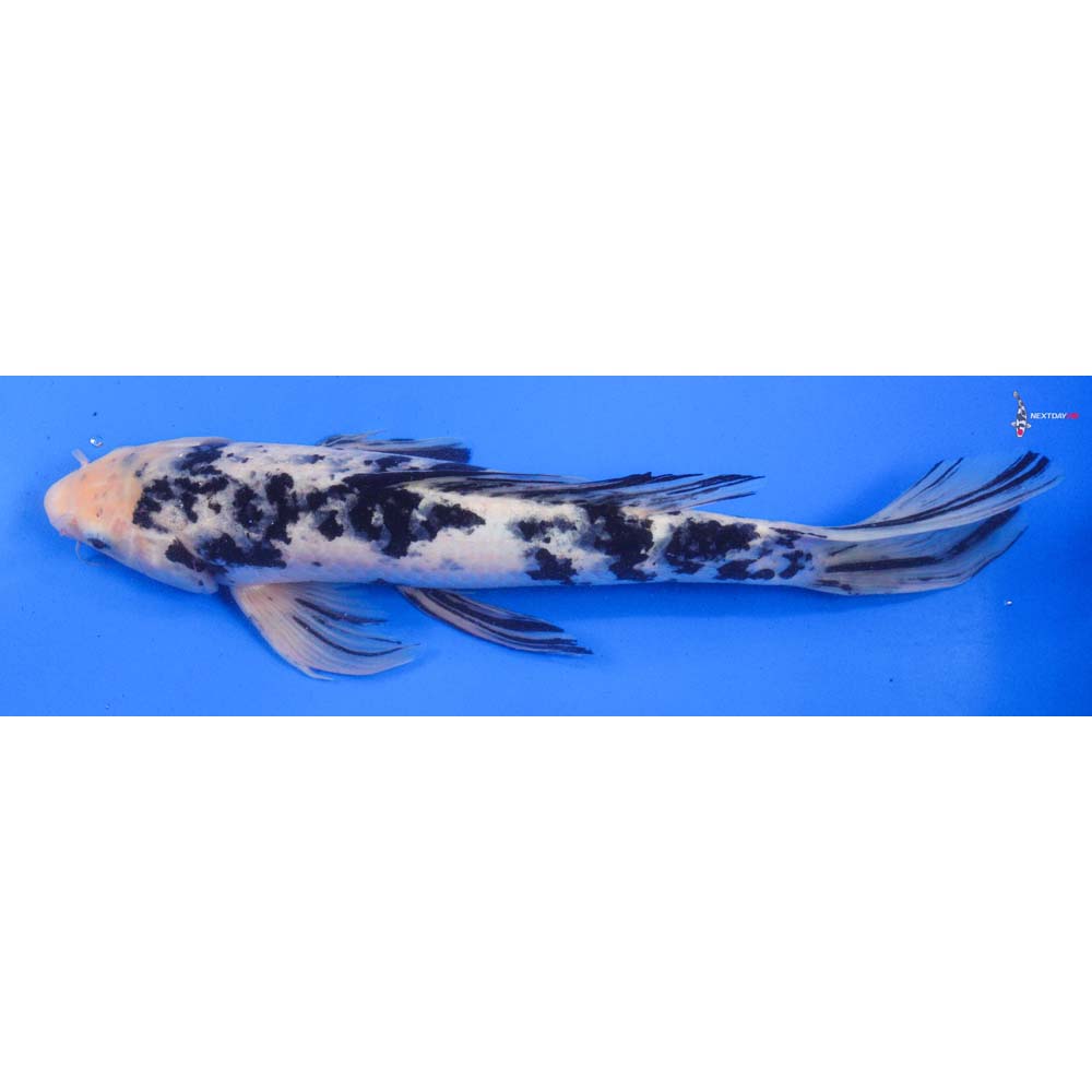 15” Shiro Bekko Butterfly Koi - Image 4