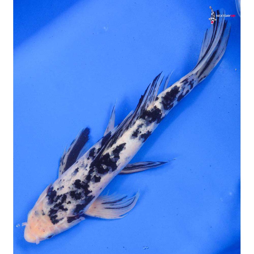 15” Shiro Bekko Butterfly Koi - Image 5