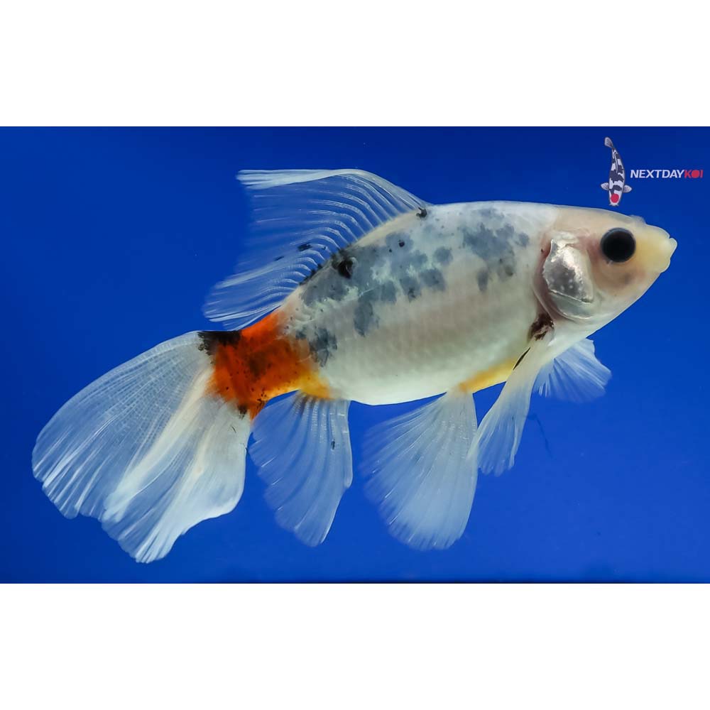 5” Imported Bristol Shubunkin