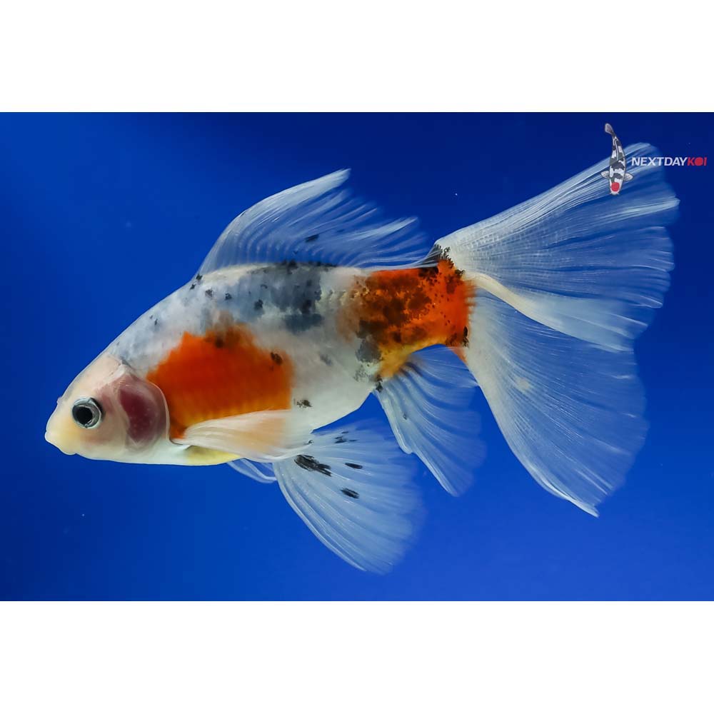 5” Imported Bristol Shubunkin - Image 2