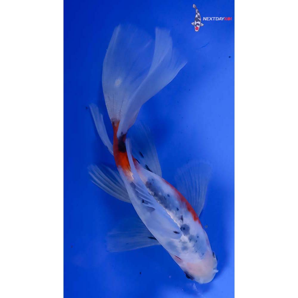 5” Imported Bristol Shubunkin - Image 3