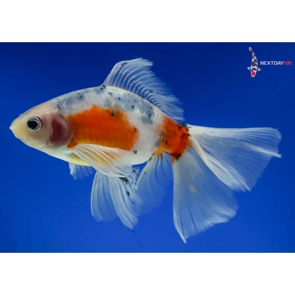 5” Imported Bristol Shubunkin - Image 5