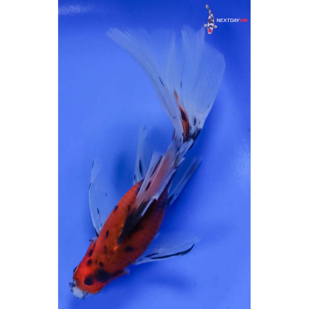 5” Imported Bristol Shubunkin - Image 3