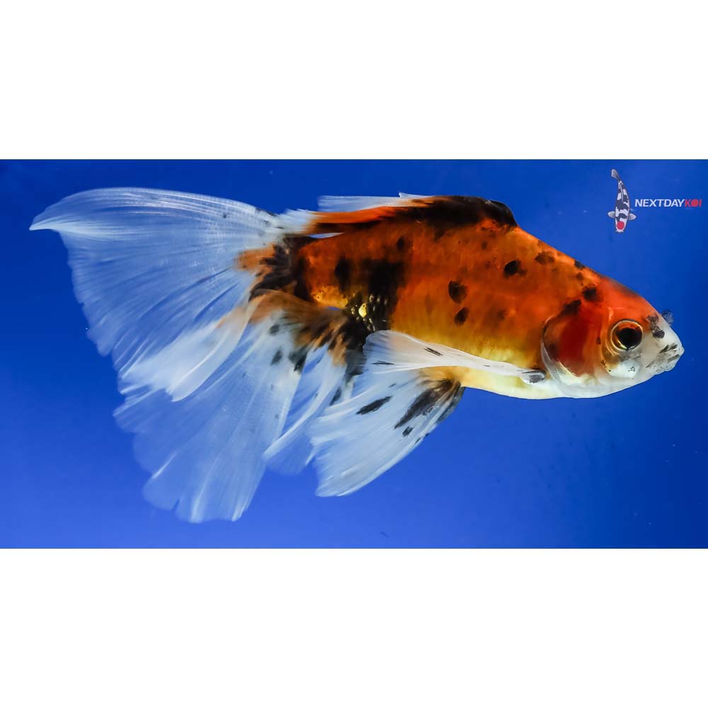 5” Imported Bristol Shubunkin - Image 4