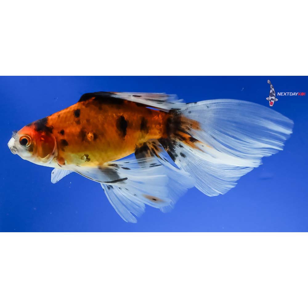 5” Imported Bristol Shubunkin - Image 5