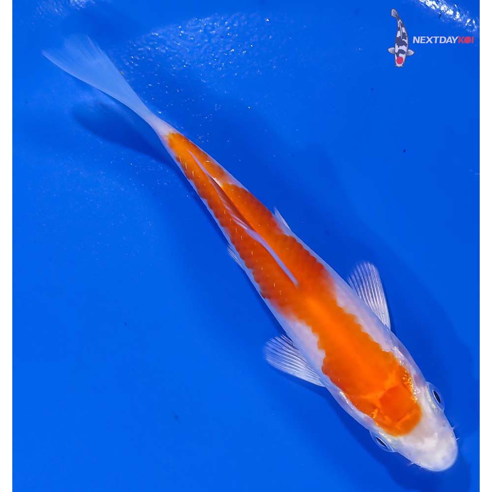 4.5” Imported Hariwake - Image 3