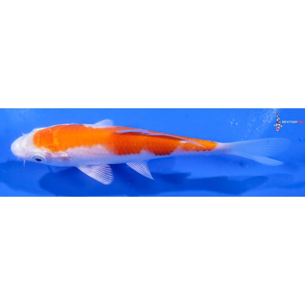 4.5” Imported Hariwake - Image 4