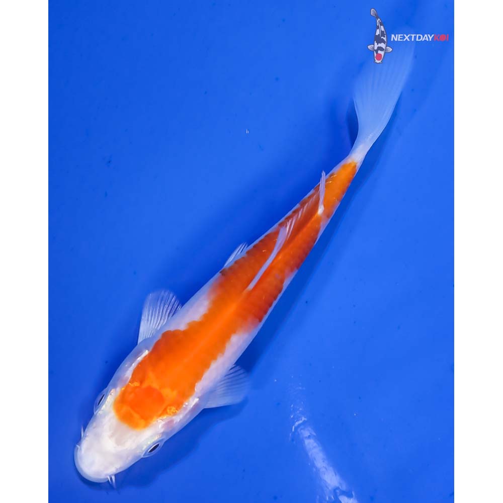 4.5” Imported Hariwake - Image 5