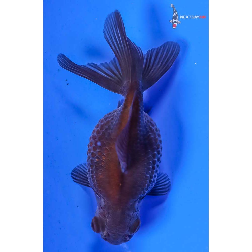 3” Imported Chocolate Pearlscale