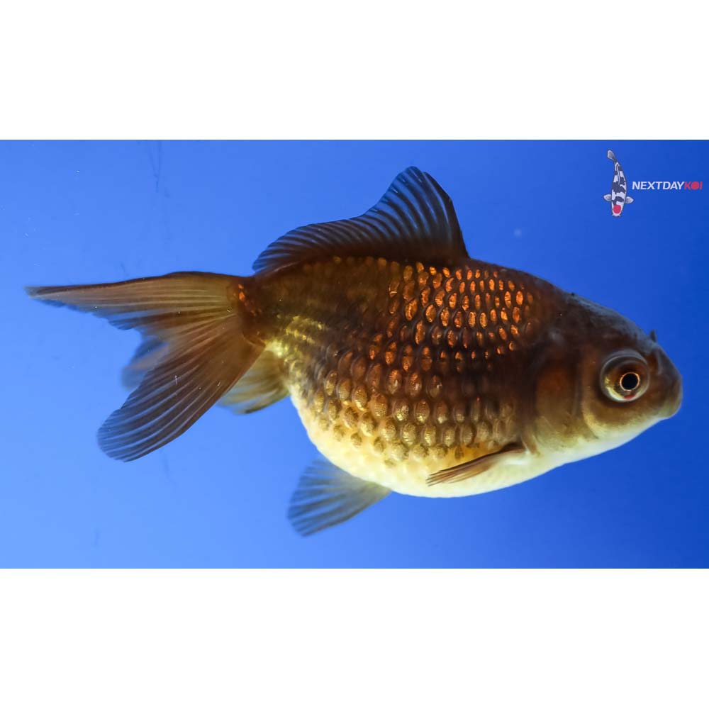 3” Imported Chocolate Pearlscale - Image 2