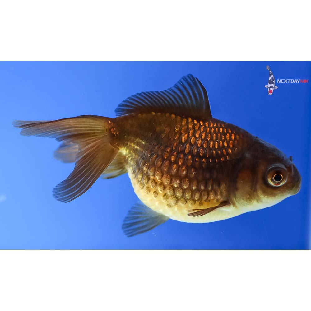 3” Imported Chocolate Pearlscale - Image 4