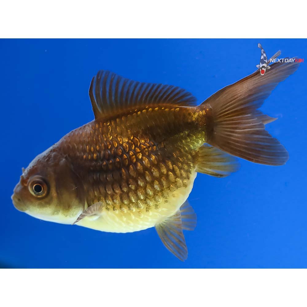 3” Imported Chocolate Pearlscale - Image 5