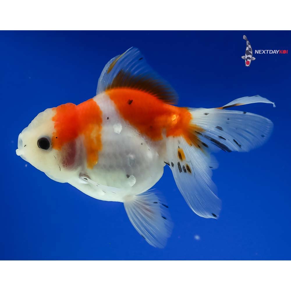 4.5” Imported Calico Oranda - Image 2