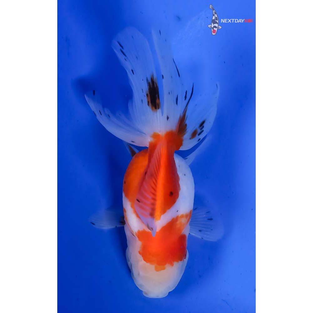 4.5” Imported Calico Oranda - Image 3