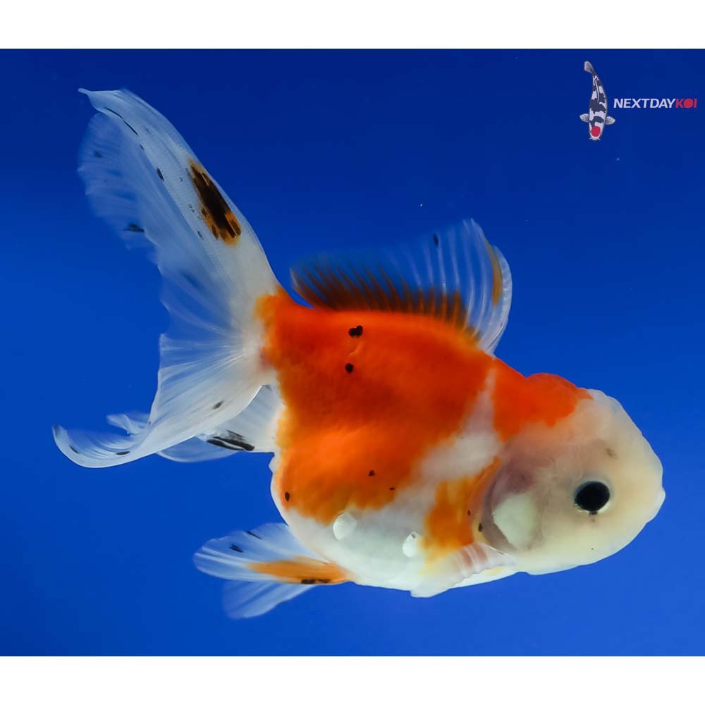 4.5” Imported Calico Oranda - Image 4