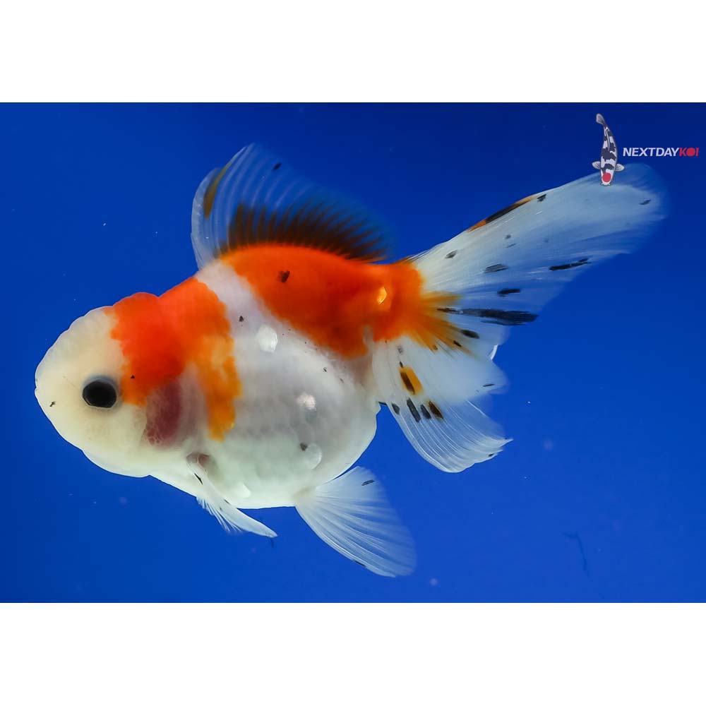 4.5” Imported Calico Oranda - Image 5