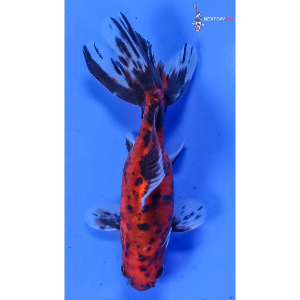 4” Imported Calico Wakin