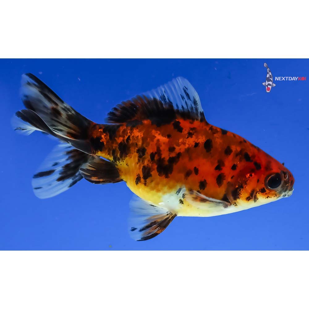 4” Imported Calico Wakin - Image 2