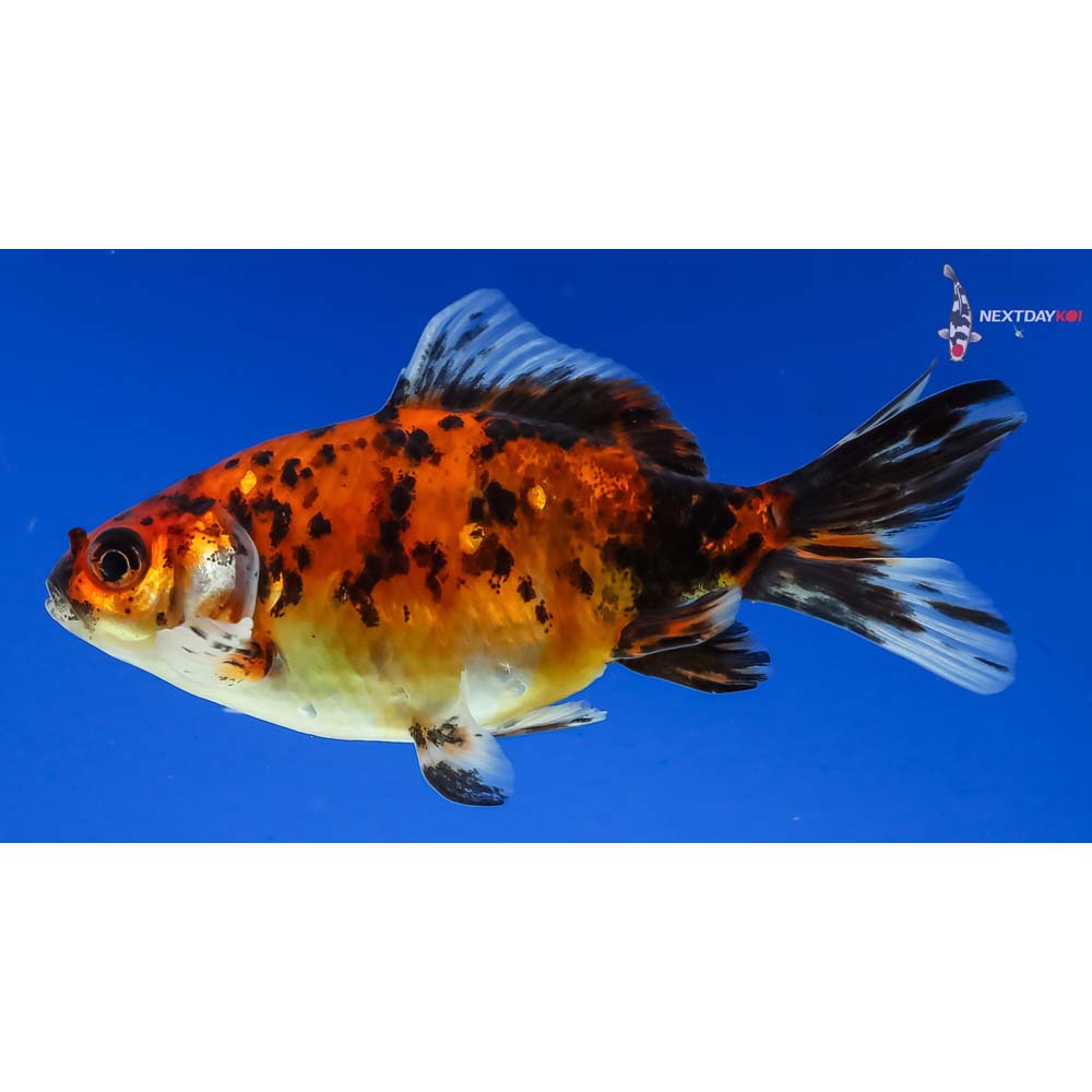 4” Imported Calico Wakin - Image 3