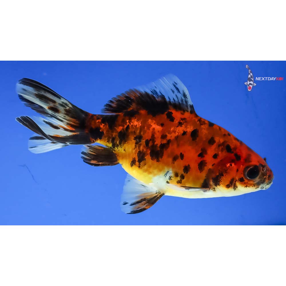 4” Imported Calico Wakin - Image 4