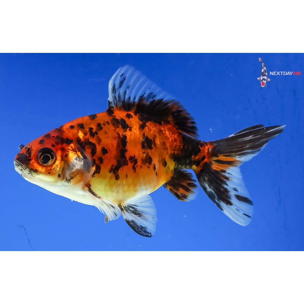 4” Imported Calico Wakin - Image 5