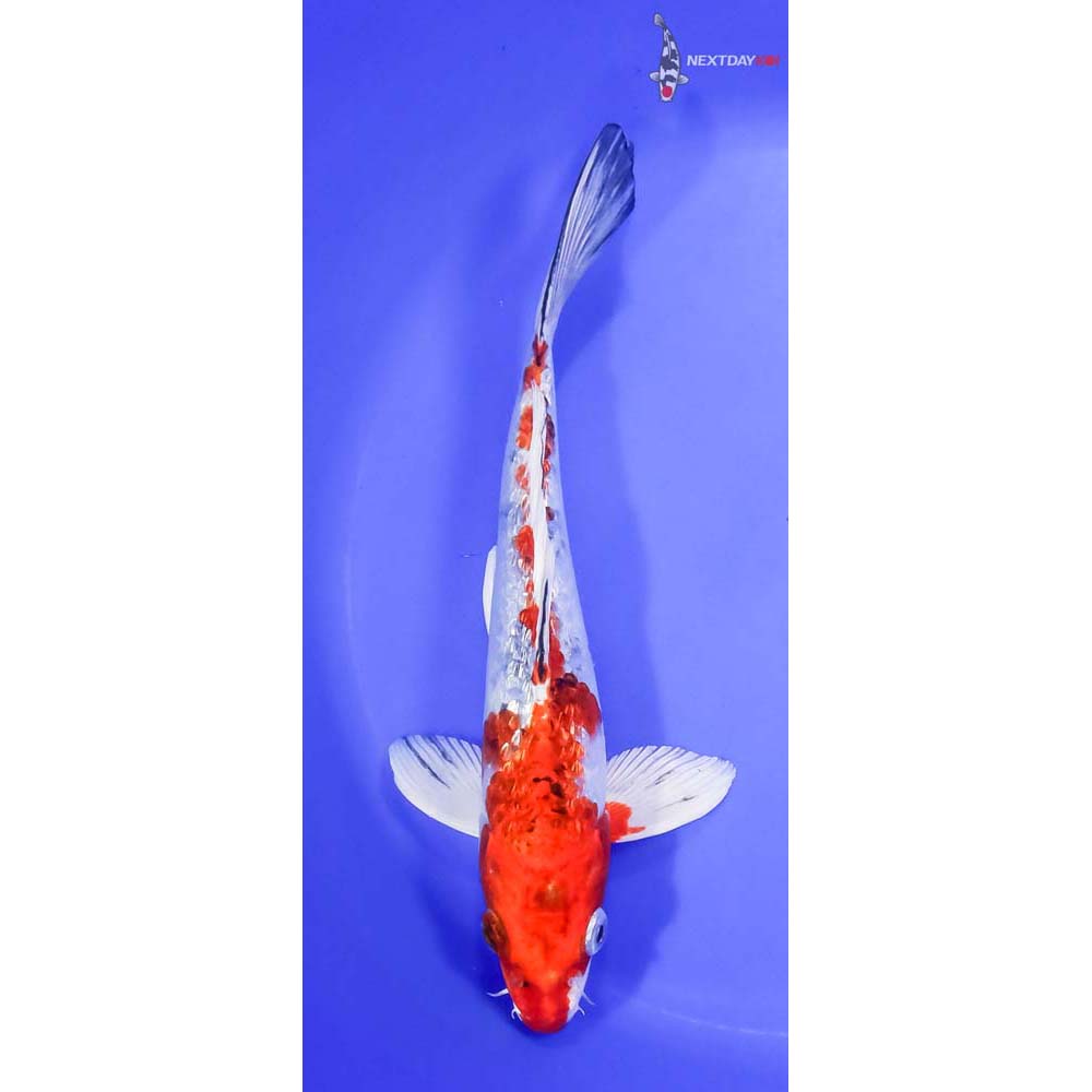 10” Imported Gin Rin Yamato Nishiki