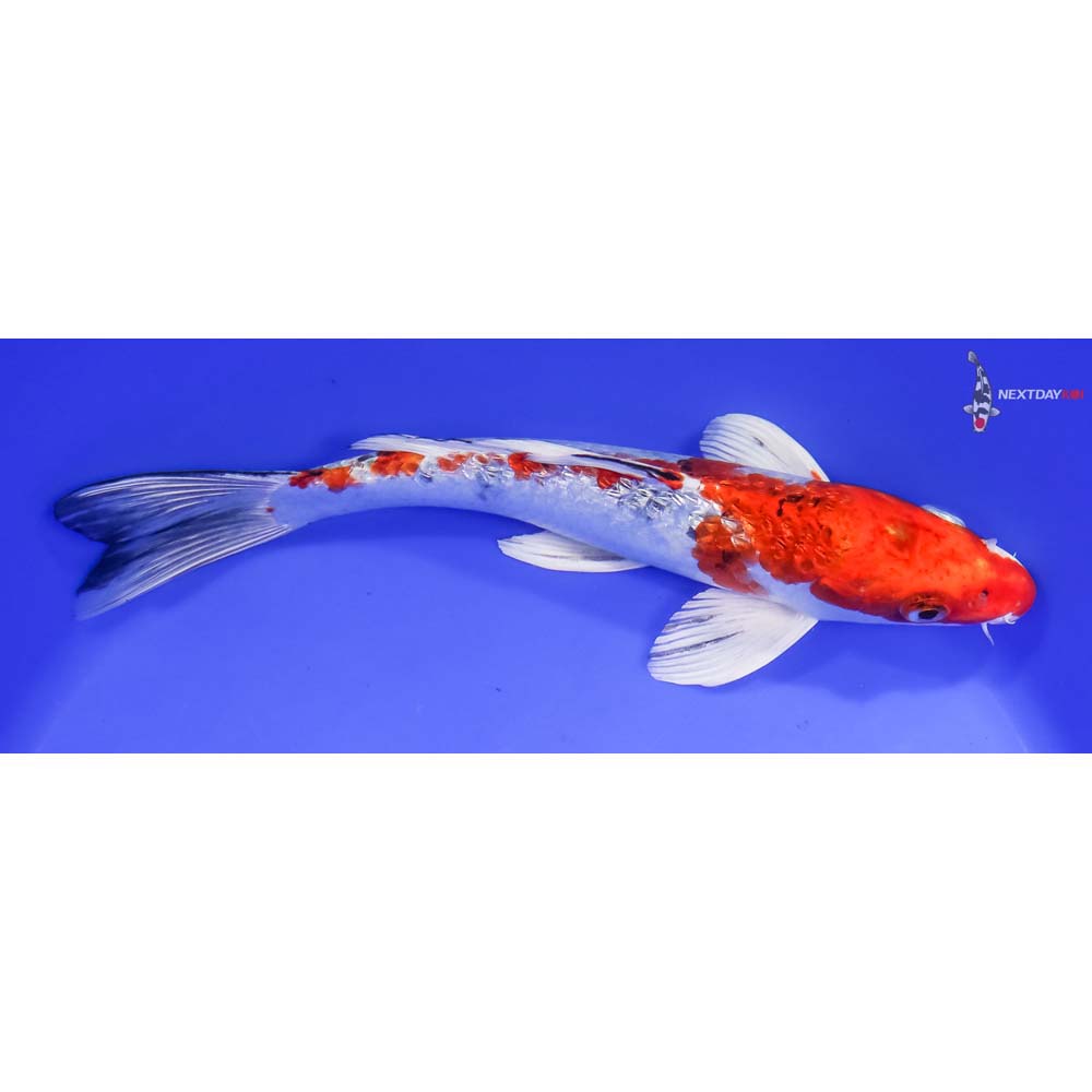 10” Imported Gin Rin Yamato Nishiki - Image 2