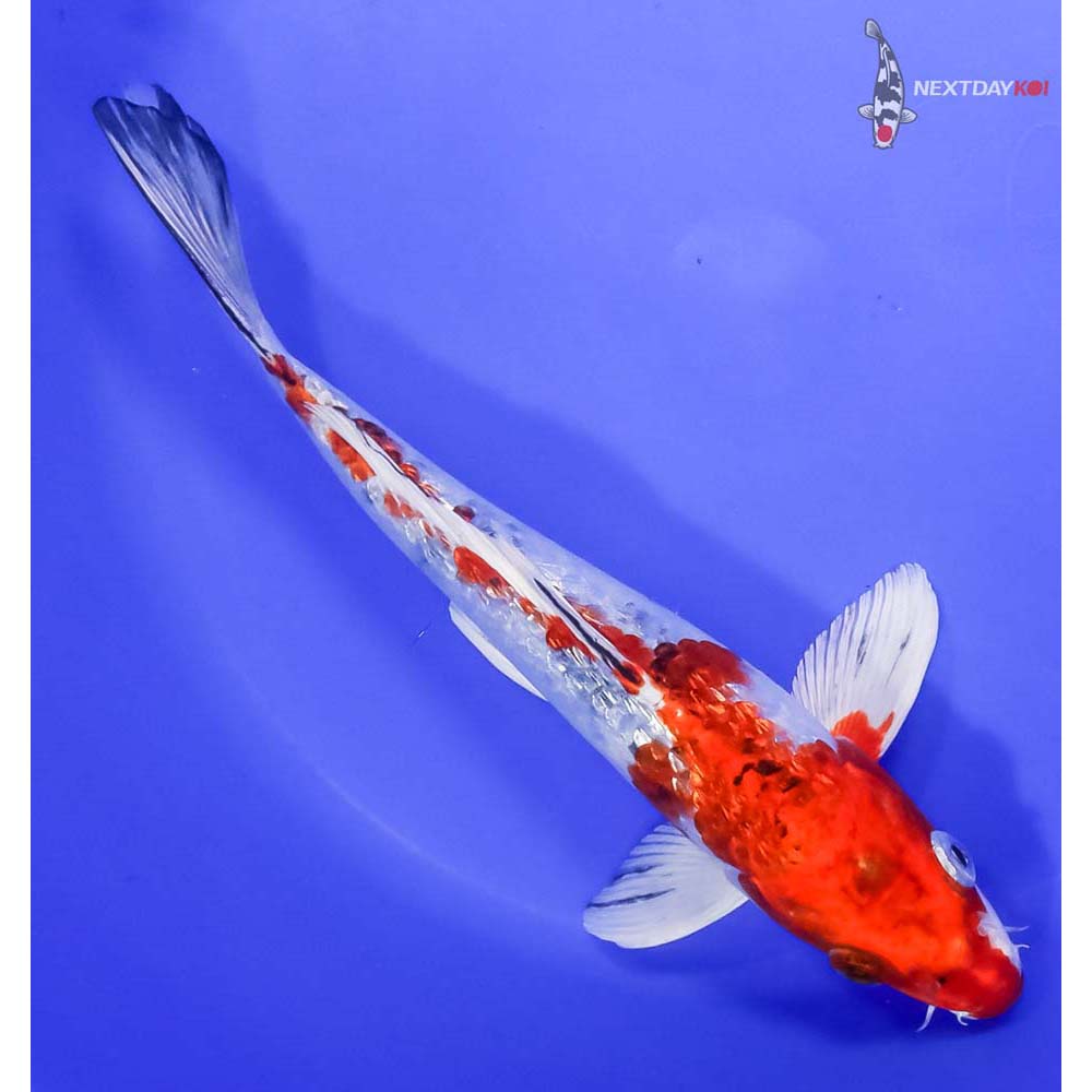 10” Imported Gin Rin Yamato Nishiki - Image 3