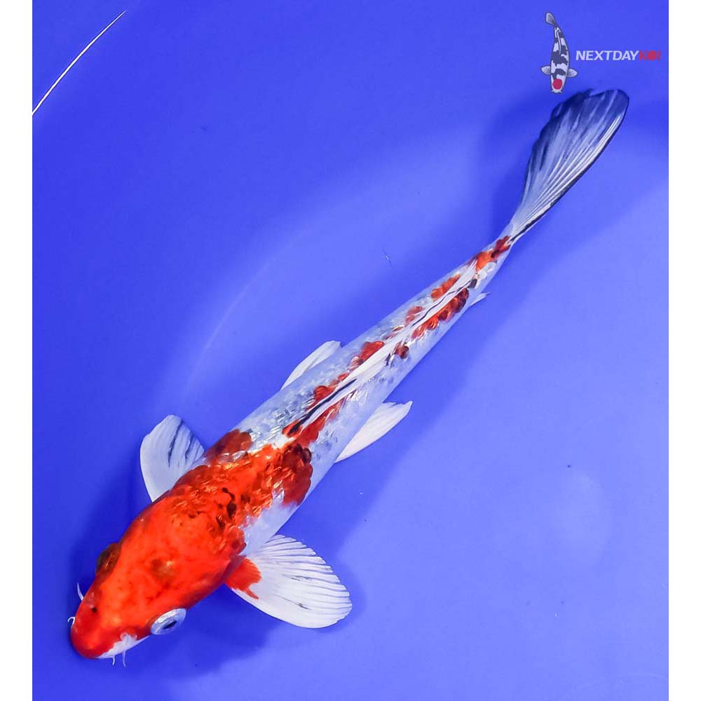 10” Imported Gin Rin Yamato Nishiki - Image 5