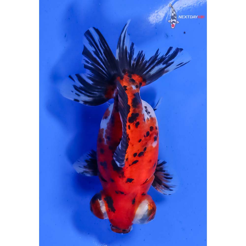 4” Imported Male Calico Butterfly Tail