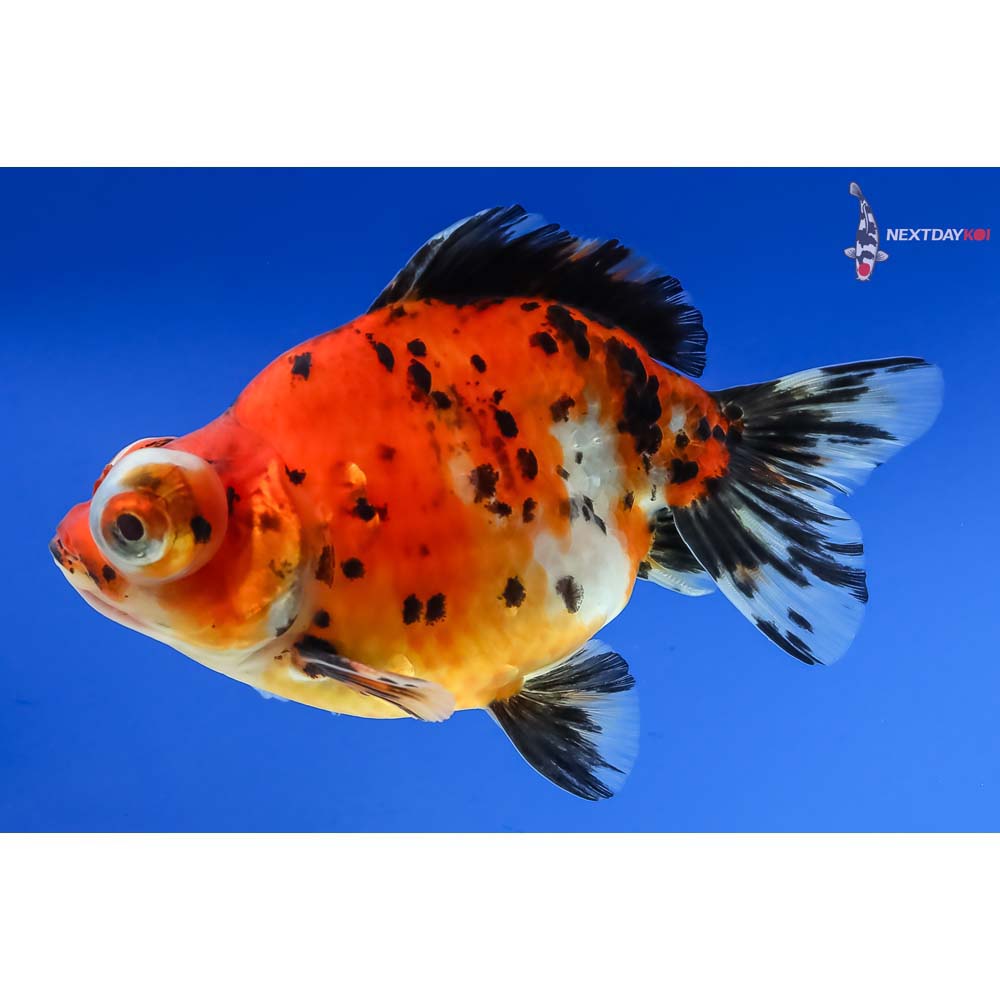 4” Imported Male Calico Butterfly Tail - Image 3