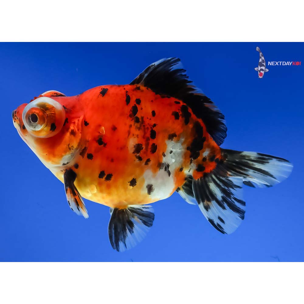 4” Imported Male Calico Butterfly Tail - Image 5