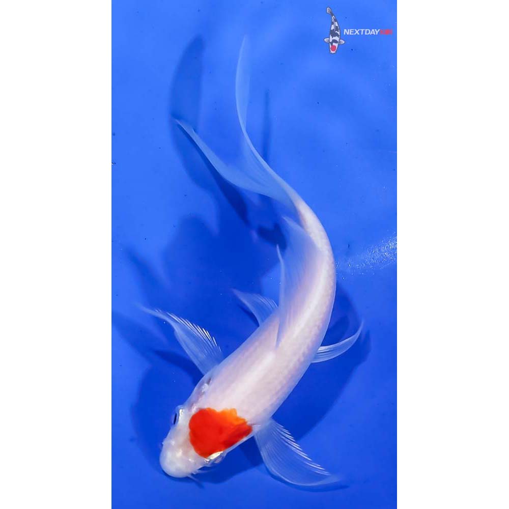 4” Imported Kohaku Butterfly Koi