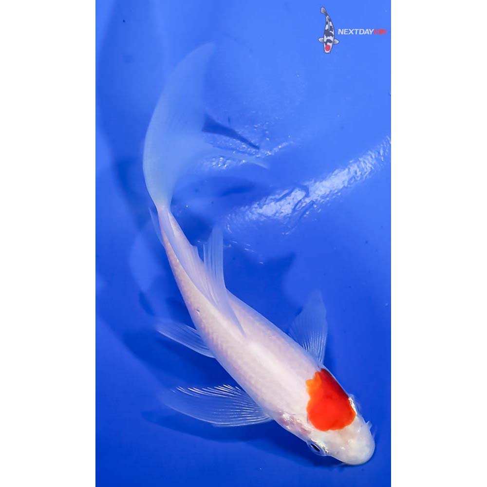 4” Imported Kohaku Butterfly Koi - Image 3