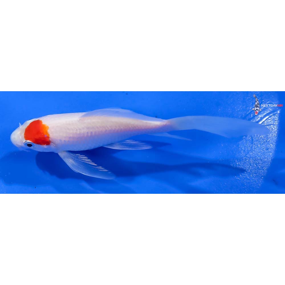 4” Imported Kohaku Butterfly Koi - Image 4